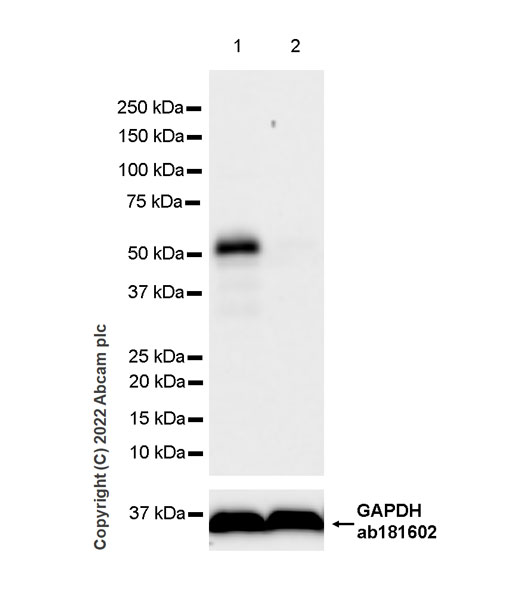 Western blot - Anti-TAZ antibody [EPR25084-93] - BSA and Azide free (AB307441), expandable thumbnail