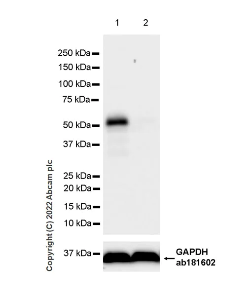 Western blot - Anti-TAZ antibody [EPR25084-93] - BSA and Azide free (AB307441)