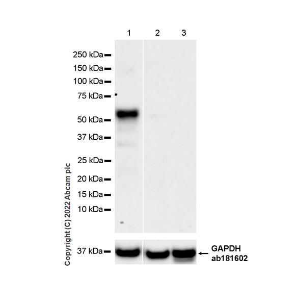 Western blot - Anti-TAZ antibody [EPR25084-93] - BSA and Azide free (AB307441), expandable thumbnail