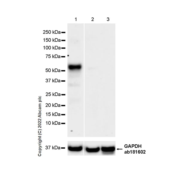 Western blot - Anti-TAZ antibody [EPR25084-93] - BSA and Azide free (AB307441)