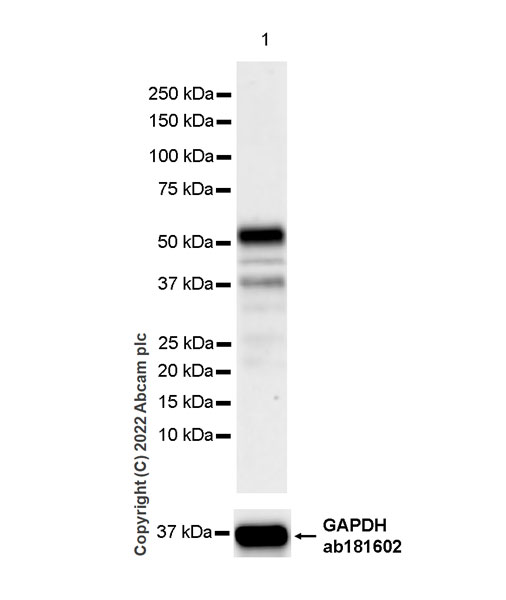 Western blot - Anti-TAZ antibody [EPR25084-93] - BSA and Azide free (AB307441), expandable thumbnail