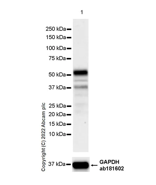 Western blot - Anti-TAZ antibody [EPR25084-93] - BSA and Azide free (AB307441)