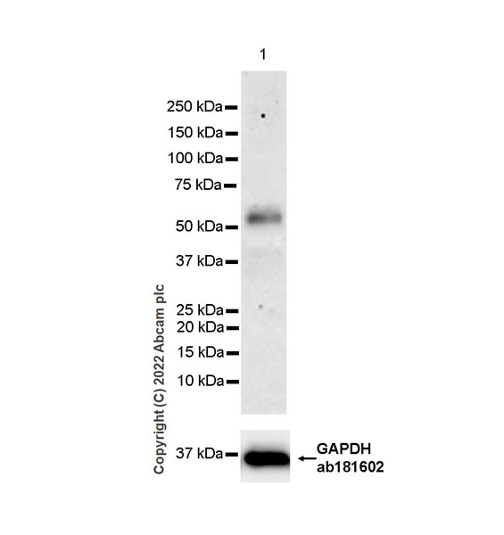 Western blot - Anti-TAZ antibody [EPR25084-93] - BSA and Azide free (AB307441), expandable thumbnail