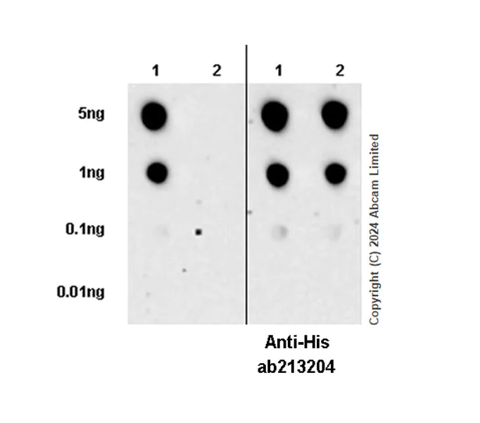 Dot Blot - Anti-TBC1D15 antibody [EPR29126-76] - BSA and Azide free (AB322058)
