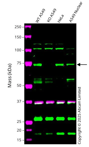 Western blot - Anti-TBC1D15 antibody - N-terminal (AB194953)
