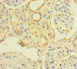 Immunohistochemistry (Formalin/PFA-fixed paraffin-embedded sections) - Anti-TBC1D24 antibody (AB234723)