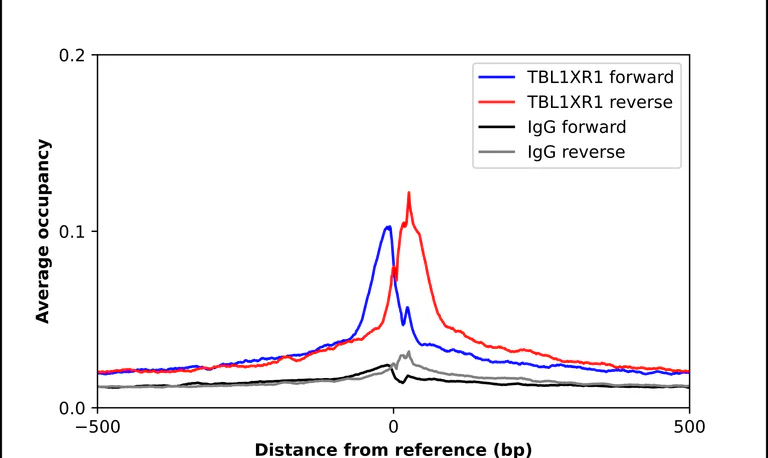 ChIP - Anti-TBL1XR1 Antibody (AB327196)