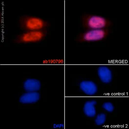 Immunocytochemistry/ Immunofluorescence - Anti-TBLR1/TBL1XR1+TBL1X+TBL1Y antibody [EPR16153] - BSA and Azide free (AB251039)
