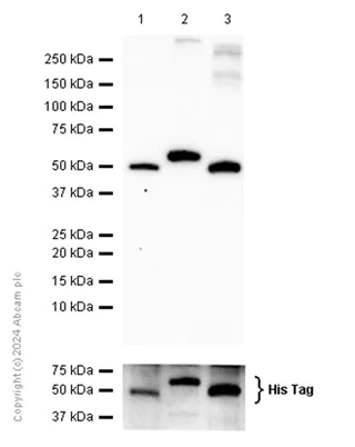 Western blot - Anti-TBLR1/TBL1XR1+TBL1X+TBL1Y antibody [EPR16153] - BSA and Azide free (AB251039)
