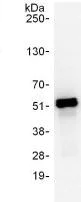Immunoprecipitation - Anti-TBP-1 antibody (AB125164)