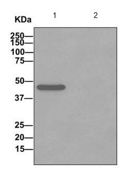 Immunoprecipitation - Anti-TBP-1 antibody [EPR12152] - BSA and Azide free (AB249681), expandable thumbnail