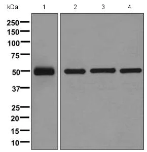 Western blot - Anti-TBP-1 antibody [EPR12152] - BSA and Azide free (AB249681)
