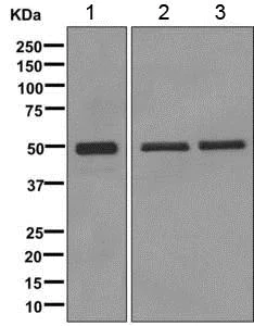 Western blot - Anti-TBP-1 antibody [EPR12153] - BSA and Azide free (AB249686)