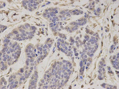 Immunohistochemistry (Formalin/PFA-fixed paraffin-embedded sections) - Anti-Tbp7 antibody (AB196589)