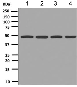 Western blot - Anti-Tbp7 antibody [EPR9910(B)] (AB151561)