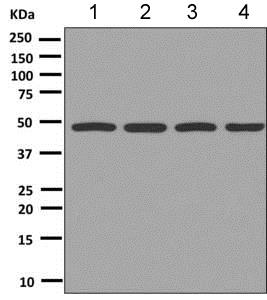 Western blot - Anti-Tbp7 antibody [EPR9910(B)] - BSA and Azide free (AB249006), expandable thumbnail