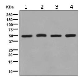 Western blot - Anti-Tbp7 antibody [EPR9911(B)] (AB139184)