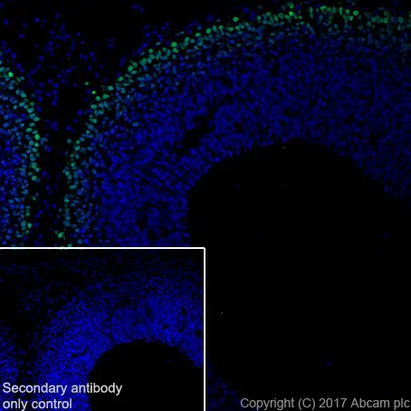 Immunohistochemistry (Frozen sections) - Anti-TBR1 antibody [EPR8138(2)] (AB183032)
