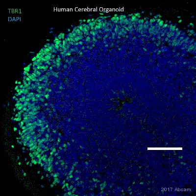 Immunohistochemistry (Frozen sections) - Anti-TBR1 antibody [EPR8138(2)] (AB183032)