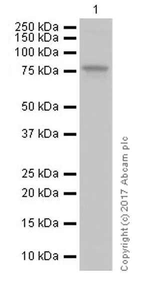 Western blot - Anti-TBR1 antibody [EPR8138(2)] (AB183032)
