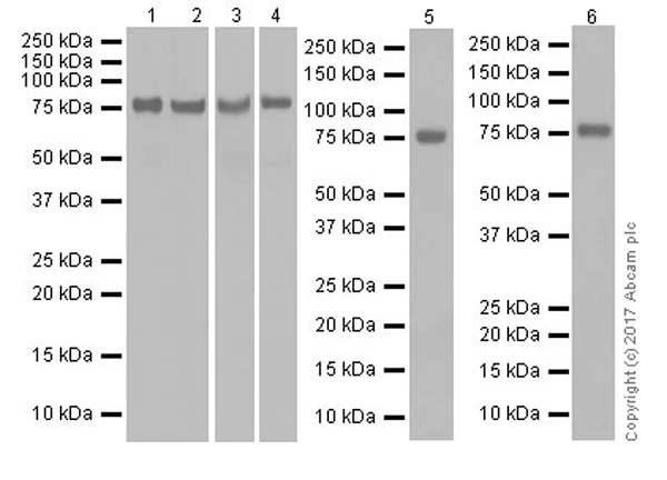Western blot - Anti-TBR1 antibody [EPR8138(2)] (AB183032)