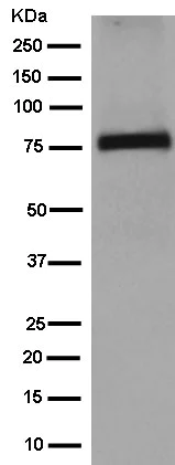 Western blot - Anti-TBR1 antibody [EPR8138(2)] (AB183032)