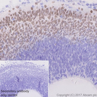 Immunohistochemistry (Formalin/PFA-fixed paraffin-embedded sections) - Anti-TBR1 antibody [EPR8138(2)] - BSA and Azide free (AB239000), expandable thumbnail