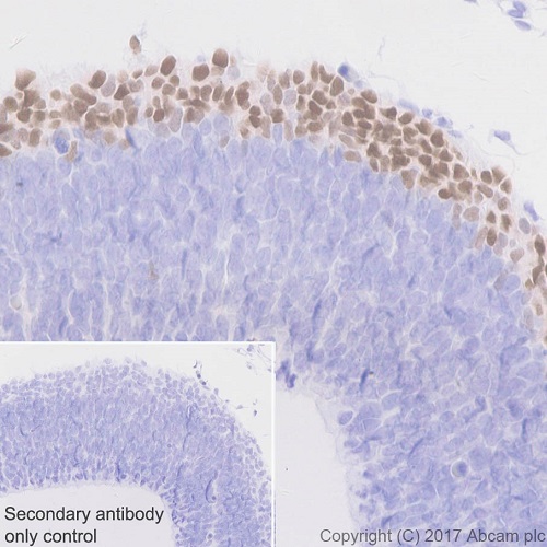 Immunohistochemistry (Formalin/PFA-fixed paraffin-embedded sections) - Anti-TBR1 antibody [EPR8138(2)] - BSA and Azide free (AB239000), expandable thumbnail
