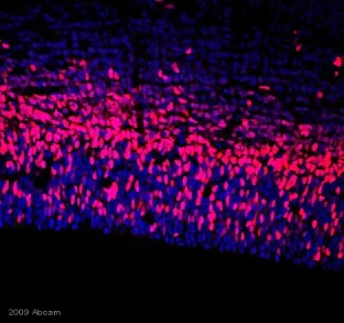 Immunohistochemistry (Frozen sections) - Anti-TBR2 / Eomes antibody (AB23345)