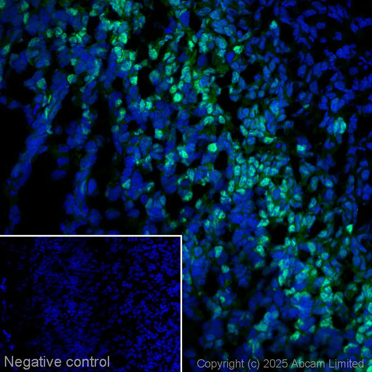 Immunohistochemistry (Frozen sections) - Anti-TBR2 / Eomes antibody (AB23345)