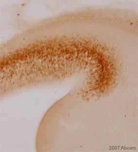 Immunohistochemistry (Frozen sections) - Anti-TBR2 / Eomes antibody (AB23345)