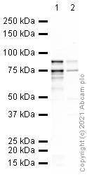 Western blot - Anti-TBR2 / Eomes antibody (AB23345)