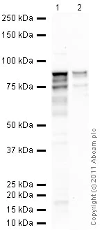 Western blot - Anti-TBR2 / Eomes antibody (AB23345)
