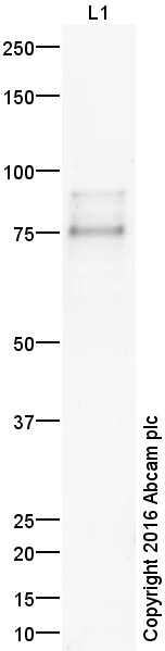 Western blot - Anti-TBR2 / Eomes antibody (AB23345)