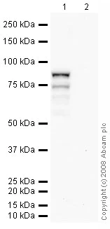 Western blot - Anti-TBR2 / Eomes antibody (AB23345)