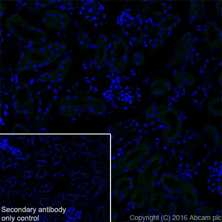 Immunohistochemistry (Frozen sections) - Anti-TBR2 / Eomes antibody [EPR19012] (AB183991)