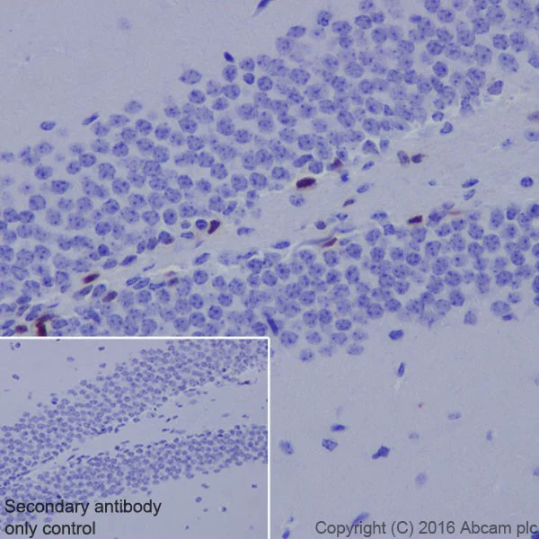 Immunohistochemistry (Formalin/PFA-fixed paraffin-embedded sections) - Anti-TBR2 / Eomes antibody [EPR19012] - BSA and Azide free (AB222226)