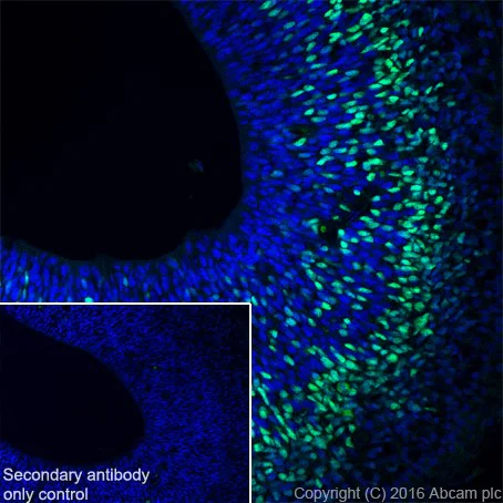Immunohistochemistry (Frozen sections) - Anti-TBR2 / Eomes antibody [EPR19012] - BSA and Azide free (AB222226)