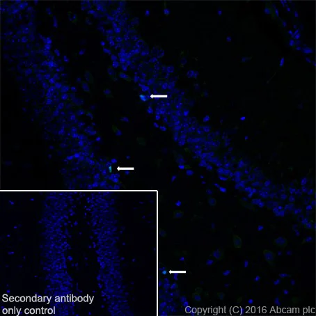 Immunohistochemistry (Frozen sections) - Anti-TBR2 / Eomes antibody [EPR19012] - BSA and Azide free (AB222226)