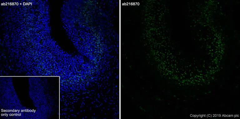 Immunohistochemistry (Frozen sections) - Anti-TBR2 / Eomes antibody [EPR21950-241] (AB216870)