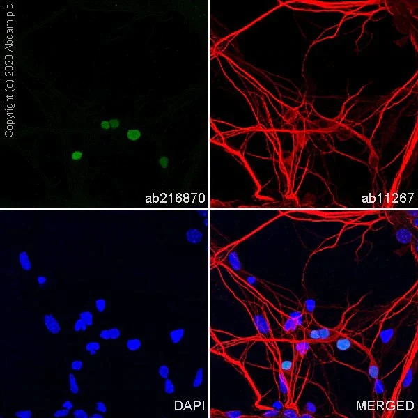 Immunocytochemistry/ Immunofluorescence - Anti-TBR2 / Eomes antibody [EPR21950-241] - BSA and Azide free (AB261913)