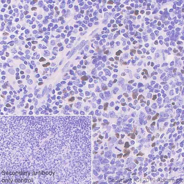 Immunohistochemistry (Formalin/PFA-fixed paraffin-embedded sections) - Anti-TBR2 / Eomes antibody [EPR21950-241] - BSA and Azide free (AB261913)