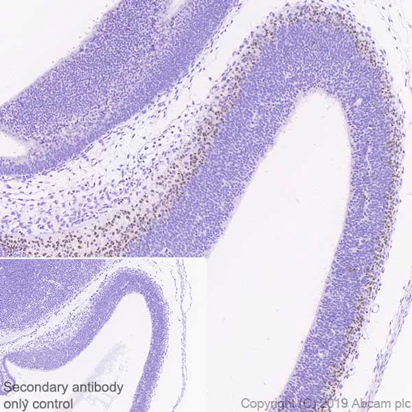 Immunohistochemistry (Formalin/PFA-fixed paraffin-embedded sections) - Anti-TBR2 / Eomes antibody [EPR21950-241] - BSA and Azide free (AB261913)