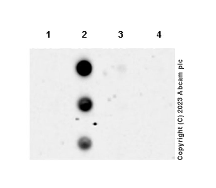 Dot Blot - Anti-TBR2 / Eomes antibody [EPR26474-17] (AB315794), expandable thumbnail