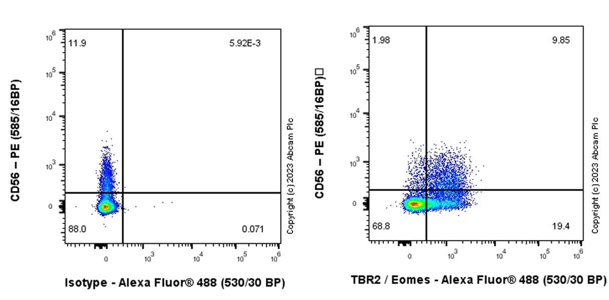 Flow Cytometry (Intracellular) - Anti-TBR2 / Eomes antibody [EPR26474-17] (ab315794), expandable thumbnail