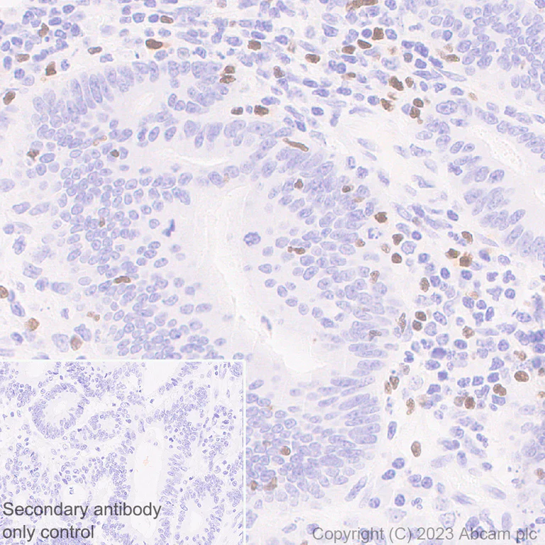 Immunohistochemistry (Formalin/PFA-fixed paraffin-embedded sections) - Anti-TBR2 / Eomes antibody [EPR26474-17] (AB315794)