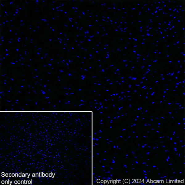 Immunohistochemistry (Frozen sections) - Anti-TBR2 / Eomes antibody [RM2055] (AB319166)