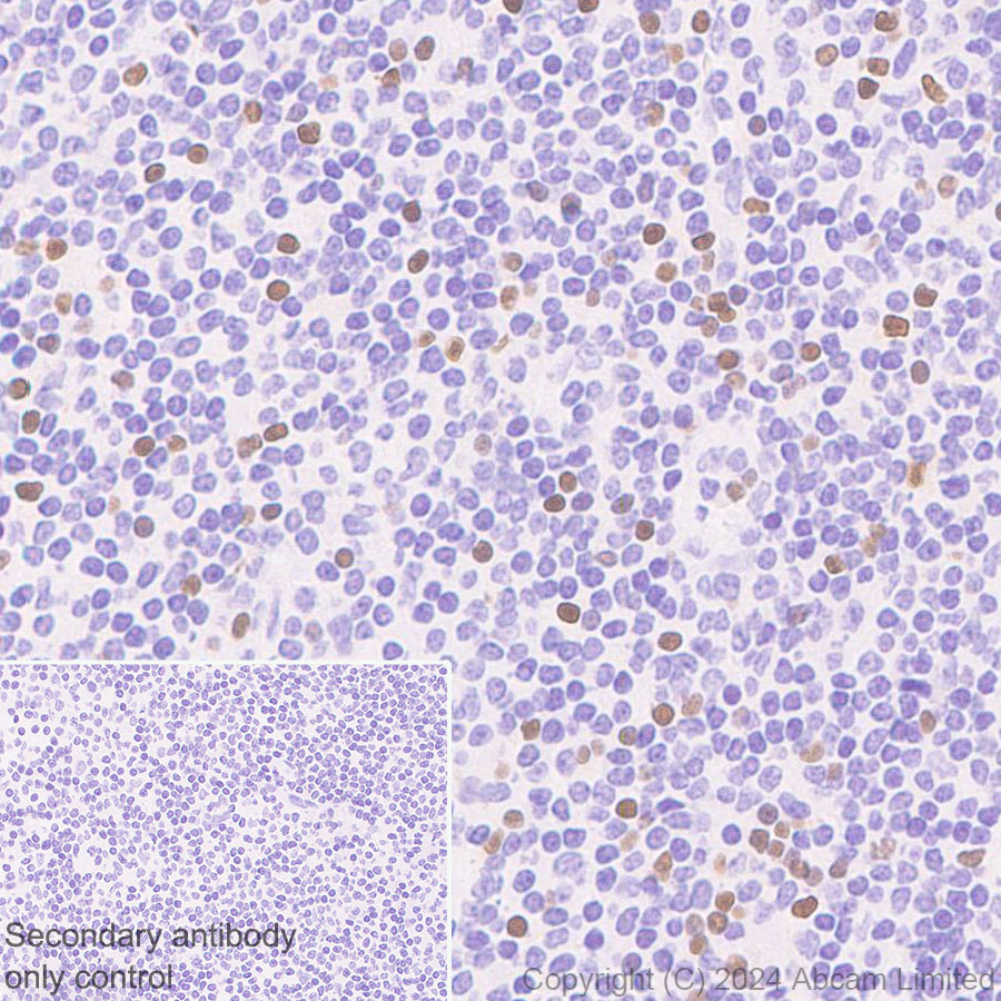 Immunohistochemistry (Formalin/PFA-fixed paraffin-embedded sections) - Anti-TBR2 / Eomes antibody [RM2055] - BSA and Azide free (ab319167), expandable thumbnail