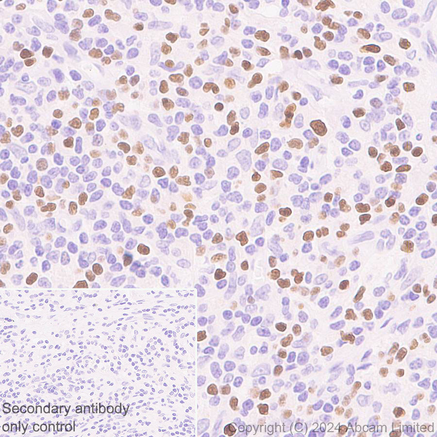 Immunohistochemistry (Formalin/PFA-fixed paraffin-embedded sections) - Anti-TBR2 / Eomes antibody [RM2055] - BSA and Azide free (ab319167), expandable thumbnail
