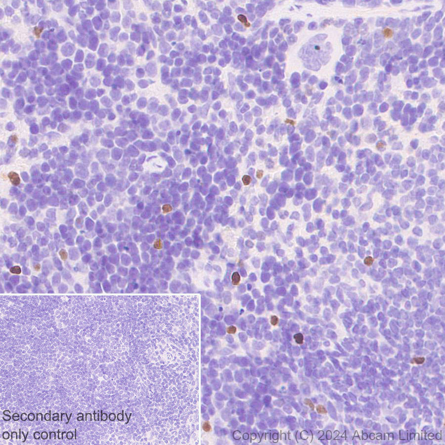 Immunohistochemistry (Formalin/PFA-fixed paraffin-embedded sections) - Anti-TBR2 / Eomes antibody [RM2055] - BSA and Azide free (ab319167), expandable thumbnail